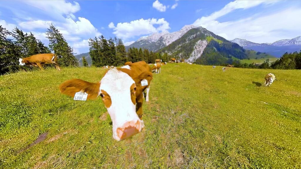 Animals Cows 01